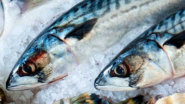 Fornitura pesce per ristoranti: di acqua dolce o salata